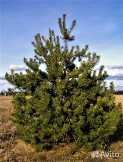 Сосна обыкновенная с доставкой