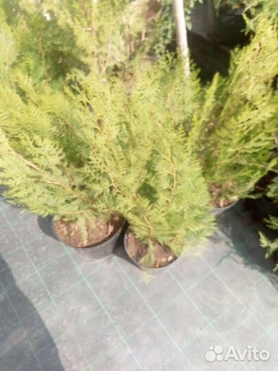 Хвойные растения