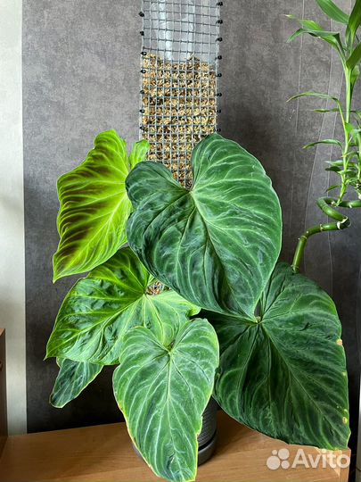 Опора для растений