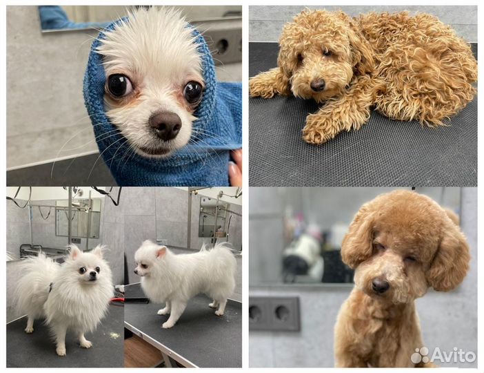 Груминг / Стрижка собак и кошек с выездом на дом