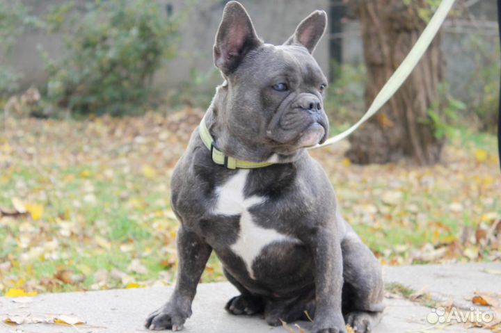 Подрощенный мальчишка французик