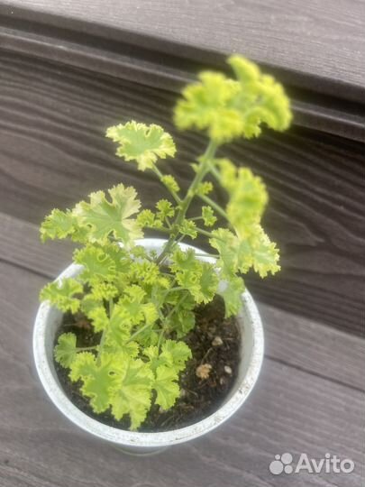 Герань душистая