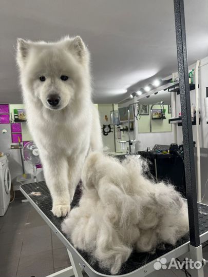 Грумер, вычес и стрижка собак и кошек