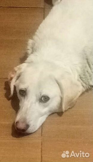 Характер лабрадора