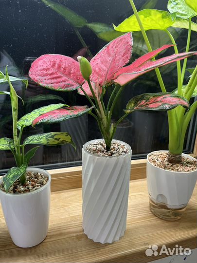 Аллоказия Аглаонема