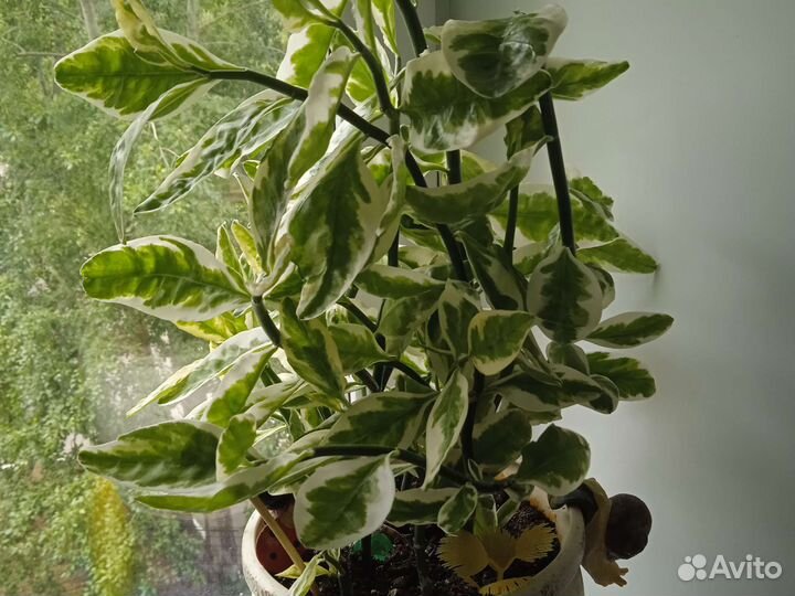 Педилантус похож на фикус