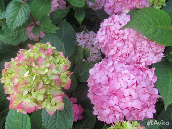 Гортензия крупнолистная саженцы