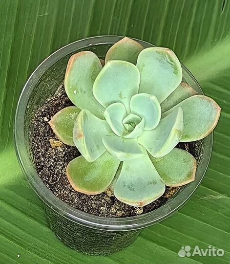 Суккуленты