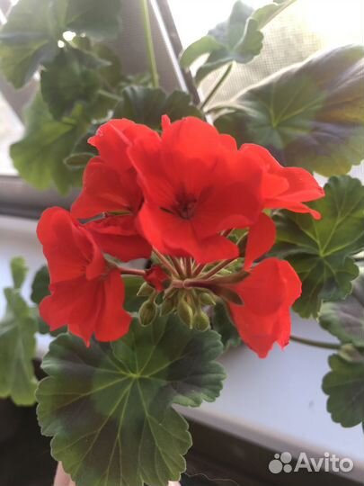 Пеларгонии розебудные махровые в грунте разные