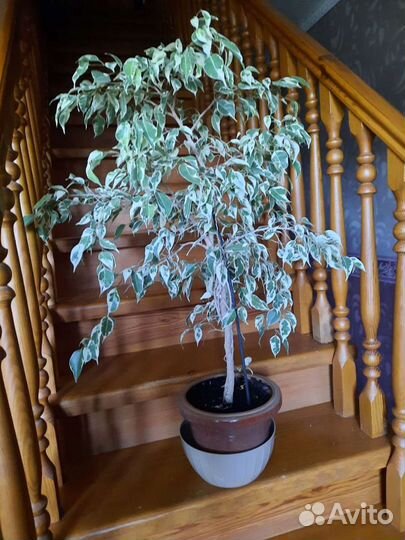 Бенджамина