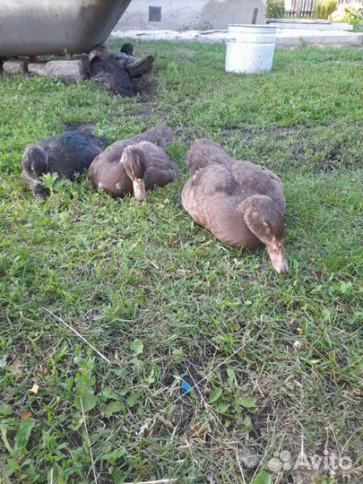 Мускусные утки тяжелые линии