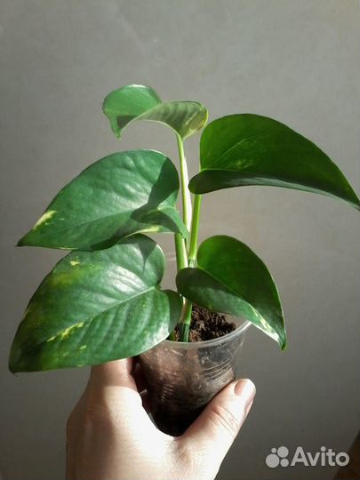 Сциндапсус