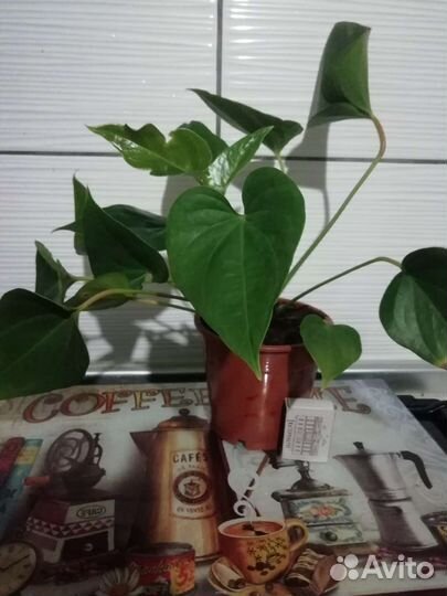 Комнатные цветы антуриум