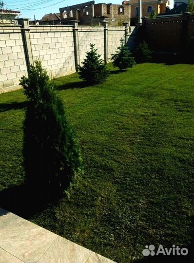 Рулонный газон