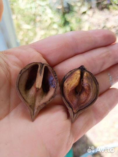 Орех Зибольда семена Орех айлантолистный