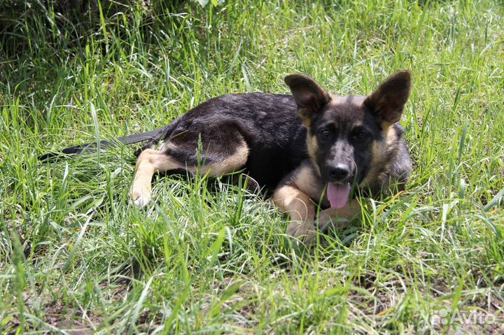 Щенок Дафна из приюта