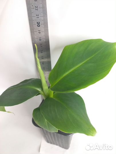 Комнатные бананы. 4 сорта. Возможен опт