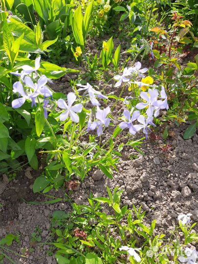 Лилейники, флокс растопыренный