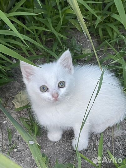 Котенок дворовый