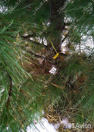 Дерево кедра