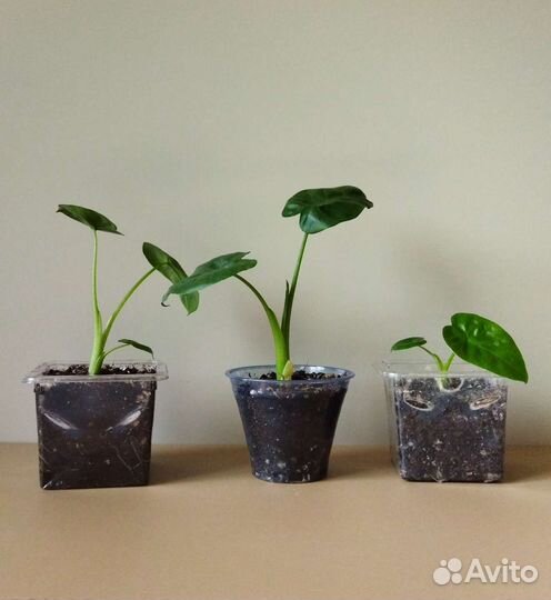 Алоказии детки