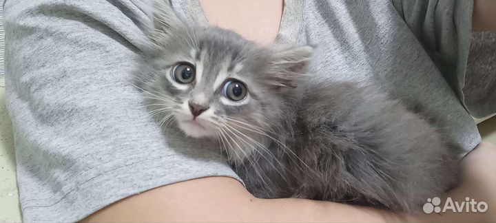 Котята ищут дом