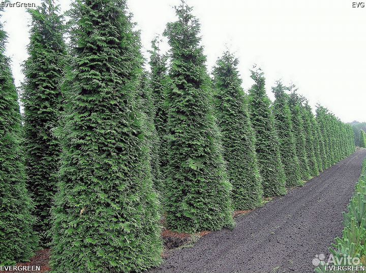 Туи для изгороди