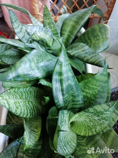 Комнатные растения Сансевьера