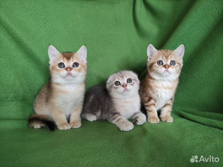 Золотые котята