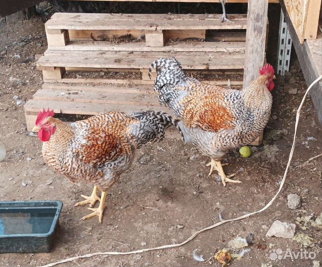 Билефельдер и Австролорп петух