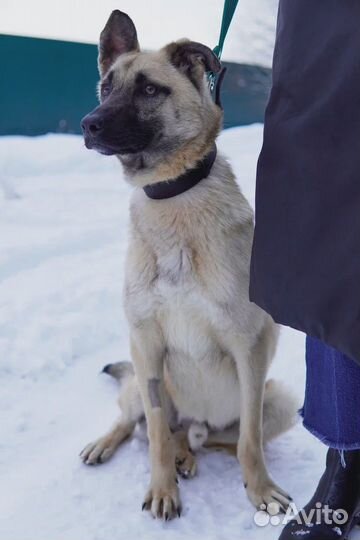 Молодой пес в добрые руки