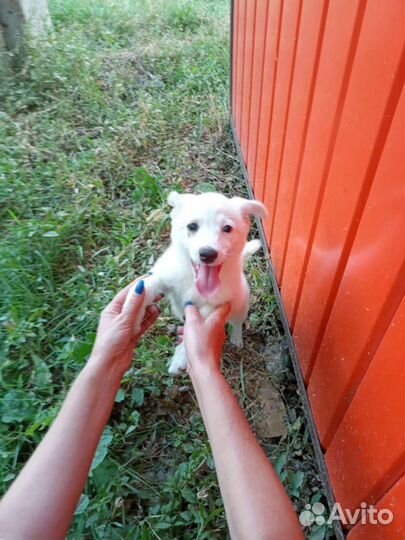 Умка белоснежное игривое чудо