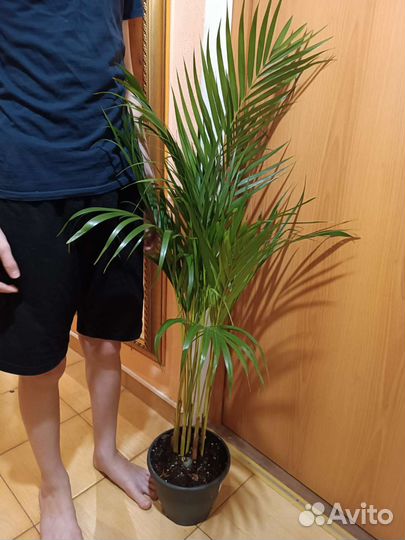 Пальма Арека/Дипсис 120. Супер размер