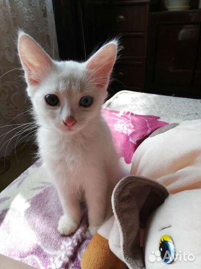 Белые и серые котята в любящую семью