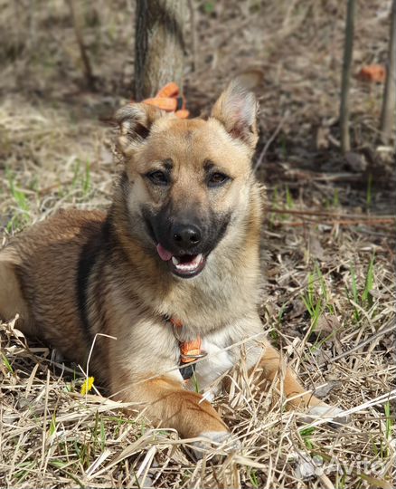 Такса метис маленькая собачка