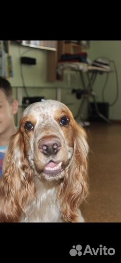 Вязка Русский охотничий спаниель