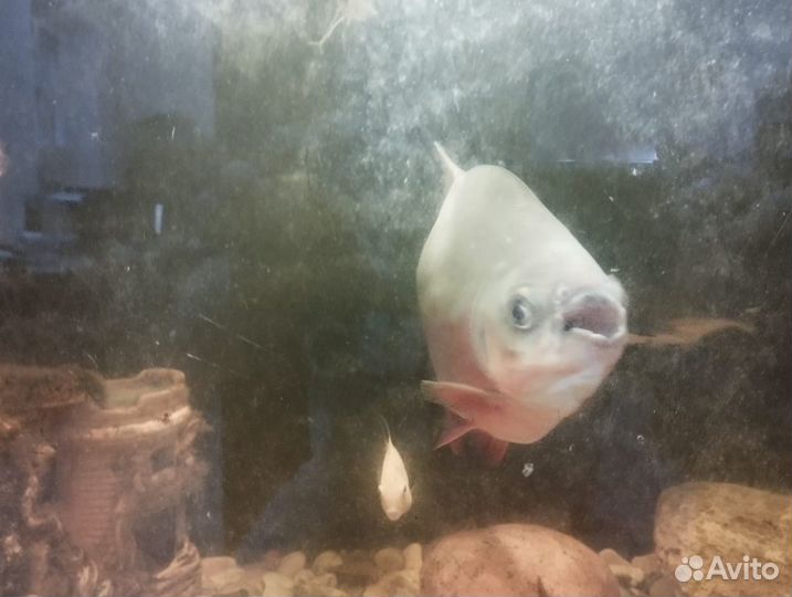 Аквариумные рыбки