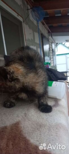 Раздаю котят