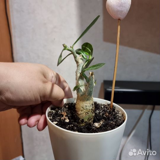 Адениум тучный