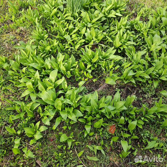 Луковицы черемши