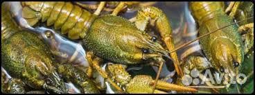 Живые раки оптом