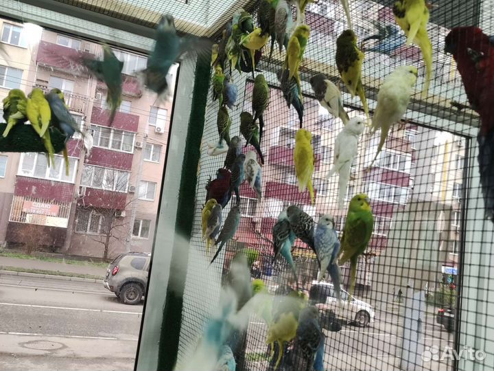 Волнистый попугай