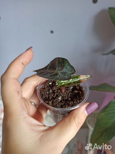 Алоказия полли