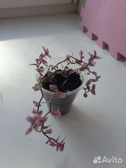 Традесканция/ каллизия