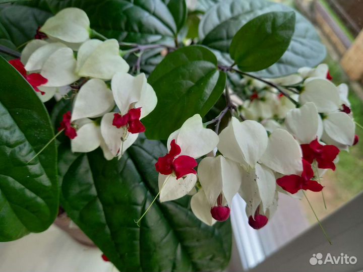 Клеродендрум Томпсона