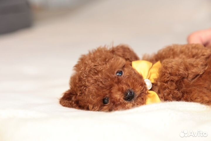 Той-пудель тикап щенки