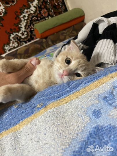 Отдам котенка мальчика