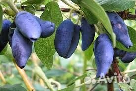 Саженцы жимолости канадских и российских сортов