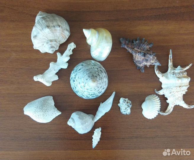 Ракушки в аквариум