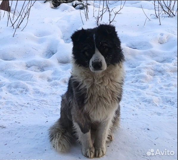 Маша ищет дом, дайте ей шанс